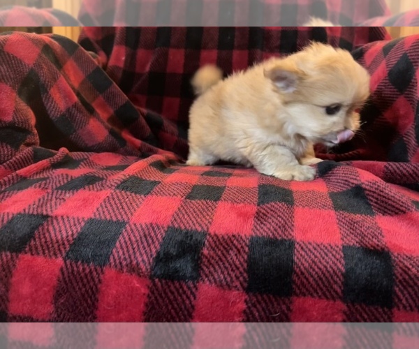Medium Photo #4 Shiranian Puppy For Sale in LE CLAIRE, IA, USA