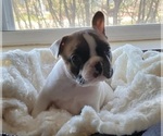 Puppy 1 French Bulldog