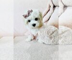 Small #16 Maltese