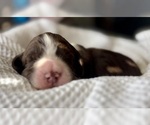Small Photo #13 English Springer Spaniel Puppy For Sale in ACTON, MT, USA
