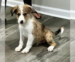 Small Photo #4 Bordoodle Puppy For Sale in MADISON, AL, USA
