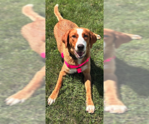 Medium Retriever  Mix