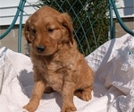 Small #2 Golden Retriever