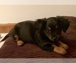 Small Photo #4 Chiweenie Puppy For Sale in OMAHA, NE, USA