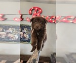 Image preview for Ad Listing. Nickname: Hershey