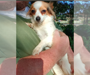 Chihuahua-Unknown Mix Dogs for adoption in Cranston, RI, USA