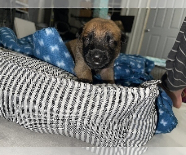 Medium Photo #229 Belgian Malinois Puppy For Sale in REESEVILLE, WI, USA