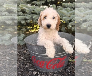 Goldendoodle (Miniature) Puppy for sale in MIDDLEBURY, IN, USA