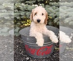 Small Goldendoodle (Miniature)