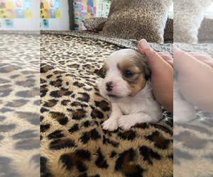 Shih Tzu Puppy for sale in ENGLEWOOD, FL, USA