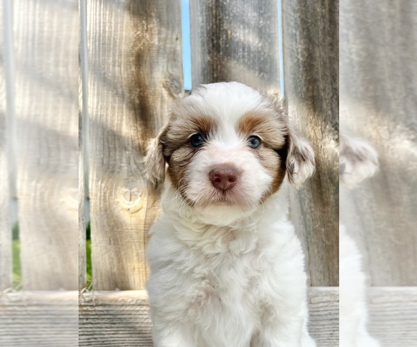 Medium Photo #2 Aussiedoodle Miniature  Puppy For Sale in NEW BRAUNFELS, TX, USA