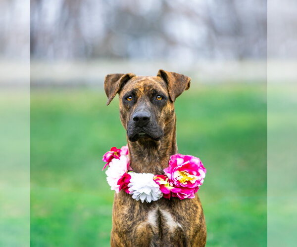 Medium Photo #8 Mountain Cur-Unknown Mix Puppy For Sale in Unionville, PA, USA