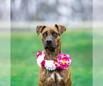 Small #7 Mountain Cur Mix