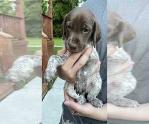 German Shorthaired Pointer Puppy for sale in ALGONAC, MI, USA