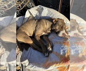 American Staffordshire Terrier-Unknown Mix Dogs for adoption in San Antonio, TX, USA