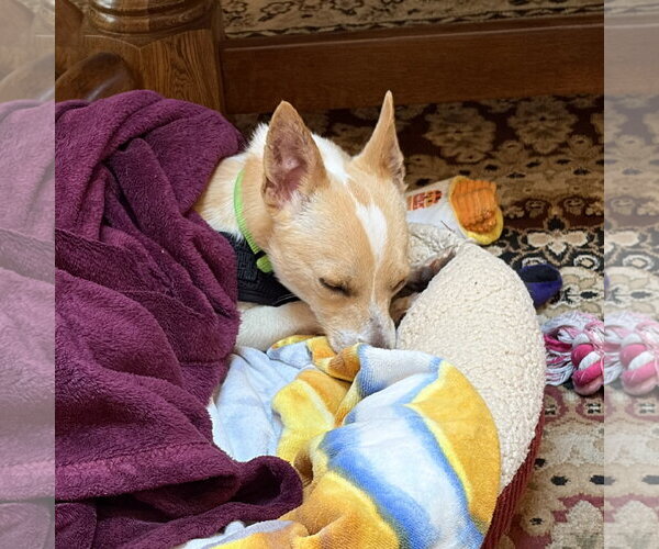 Medium Photo #3 Chihuahua-Unknown Mix Puppy For Sale in San Jose, CA, USA