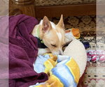 Small #2 Chihuahua Mix
