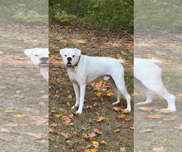 Medium Photo #2 Boxer Puppy For Sale in Burnsville, MN, USA