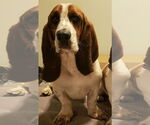 Small #2 Basset Hound