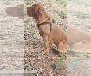 Dogue de Bordeaux Puppy for sale in RIPLEY, WV, USA