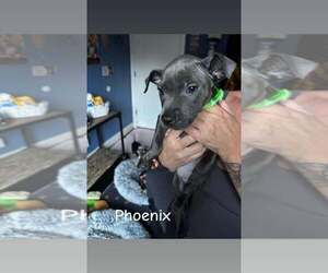 Mutt Dogs for adoption in Wenonah, NJ, USA