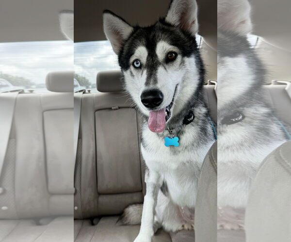Medium Photo #4 Siberian Husky Puppy For Sale in Rosenberg, TX, USA
