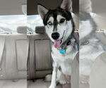 Small #3 Siberian Husky