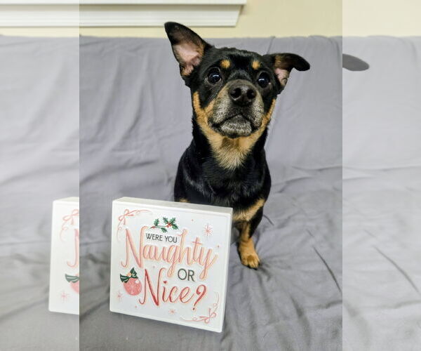 Medium Photo #1 Chihuahua-Unknown Mix Puppy For Sale in Rockaway, NJ, USA