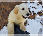 Small Photo #6 English Cream Golden Retriever Puppy For Sale in PEYTON, CO, USA
