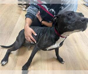 American Pit Bull Terrier Dogs for adoption in Houston, TX, USA