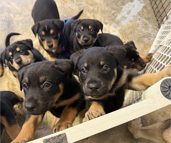 Medium Photo #1 Shepweiller Puppy For Sale in SAINT AUGUSTINE, FL, USA