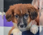 Small #6 Australian Shepherd Mix