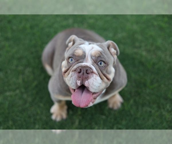 Medium Photo #1 English Bulldog Puppy For Sale in BAKERSFIELD, CA, USA