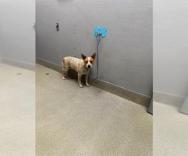 Medium Photo #1 Mutt Puppy For Sale in Las Vegas, NV, USA