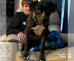 Small #4 Labrador Retriever-Retriever  Mix