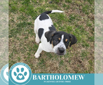Small #5 Beagle Mix