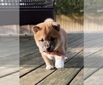 Small #8 Shiba Inu