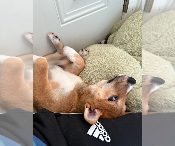 Medium Photo #5 Shiba Inu Puppy For Sale in HARRISONBURG, VA, USA