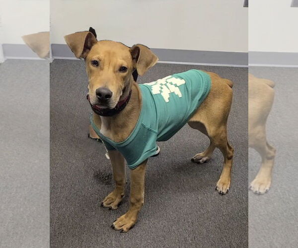 Medium Photo #9 Unknown-Vizsla Mix Puppy For Sale in Spotsylvania, VA, USA