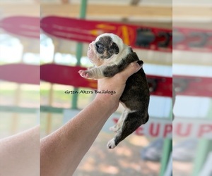 English Bulldog Puppy for sale in OOLOGAH, OK, USA