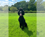 Small Poodle (Standard)