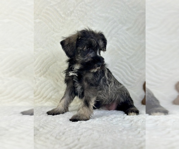 Medium Photo #4 Schnauzer (Miniature) Puppy For Sale in GREENFIELD, IN, USA
