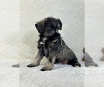 Small #3 Schnauzer (Miniature)