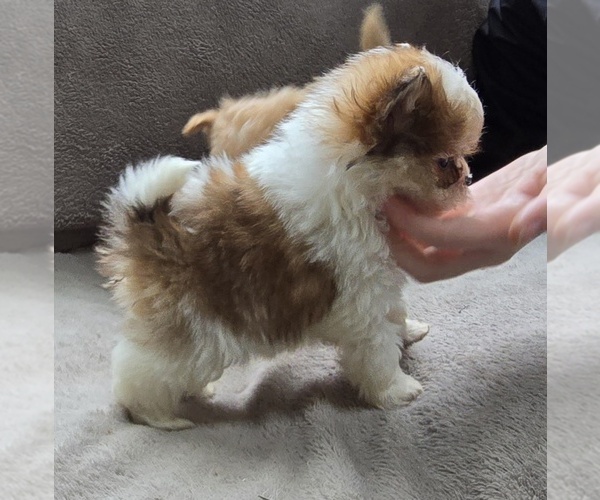 Medium Photo #1 Pom-A-Poo Puppy For Sale in FREMONT, MI, USA
