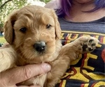 Small Photo #1 Goldendoodle Puppy For Sale in GIBBON, NE, USA
