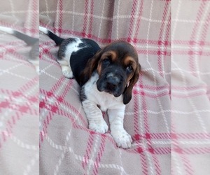 Basset Hound Puppy for sale in SALEM, WV, USA