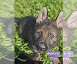 Small #2 German Shepherd Dog