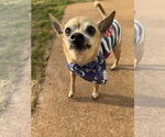 Small #2 Chihuahua Mix