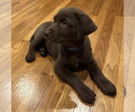 Small #1 Labrador Retriever Mix