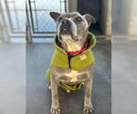 Small #1 American Pit Bull Terrier Mix